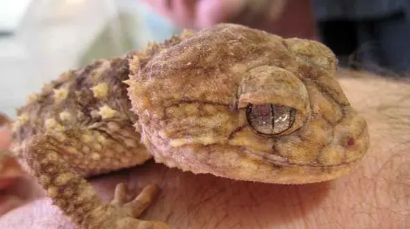 دایناسورهای عجیب و غریب با چثه های بزرگ و کوچک +تصاویر دیدنی 