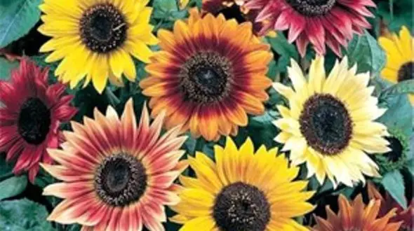 خرید آفتاب گردان زینتی چقدر تمام می شود؟