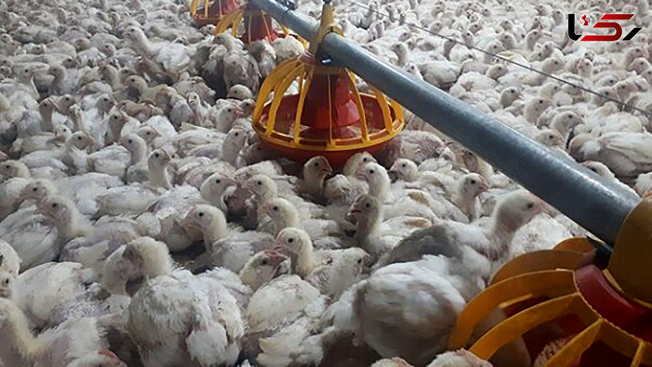 کشف بیش از 7  تن مرغ زنده قاچاق در دره شهر