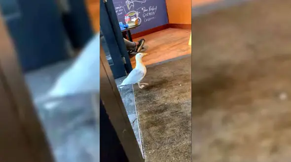 دزدی مرغ دریایی از یک کافه ! + فیلم