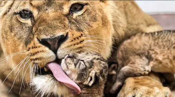 فیلم/ بوفالوی بی نوا هیچ شانسی در برابر شیرها نداشت 