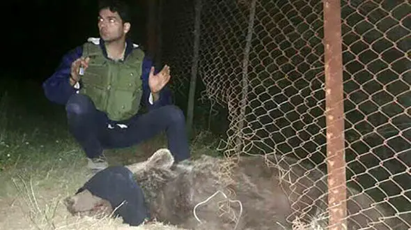 خرس قهوه‌ای 5 ساله از مرگ نجات یافت +تصاویر
