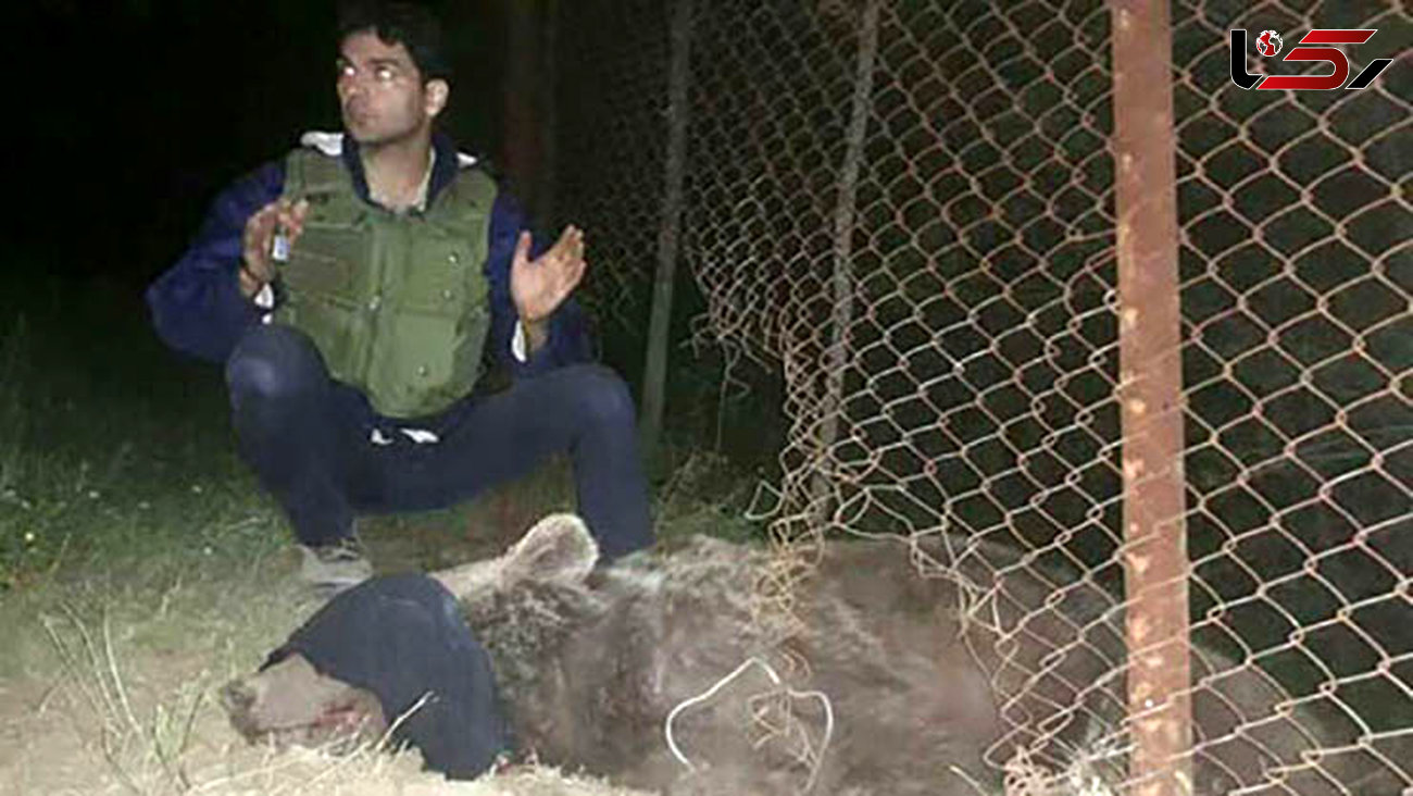خرس قهوه‌ای 5 ساله از مرگ نجات یافت +تصاویر
