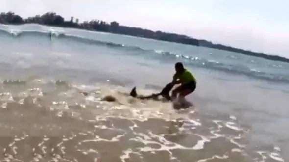 اقدام مرد جوان برای نجات کوسه در حال مرگ با دست خالی !+ فیلم