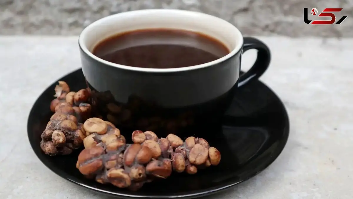 گران‌ ترین قهوه جهان، هدیه‌ ای از دل طبیعت و مدفوع یک پستاندار!