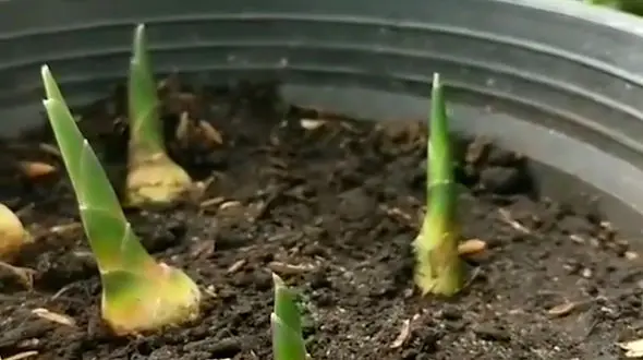 مراحل کاشت زنجبیل + فیلم 