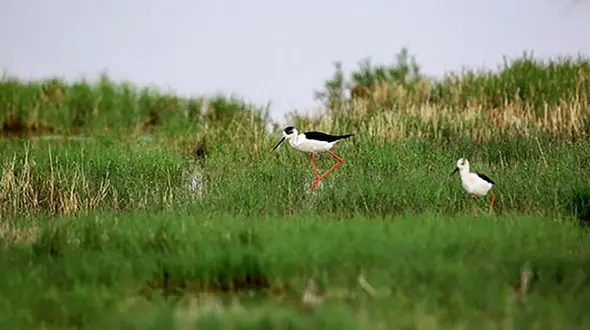 عکس های زیبا از تالاب میزبان پرندگان مهاجر در قم