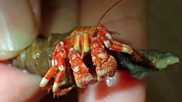 خرچنگی عجیب با چشمان سبز+عکس