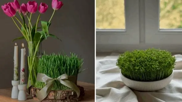 ایده های زیبا و خلاقانه برای مدل سبزه عید 1405 مخصوص سفره هفت سین