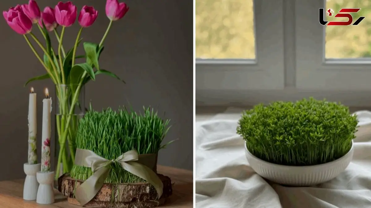 ایده های زیبا و خلاقانه برای مدل سبزه عید 1405 مخصوص سفره هفت سین