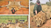 خشم مردم از قتل عام 54 شیر افریقایی در 2 روز + عکس