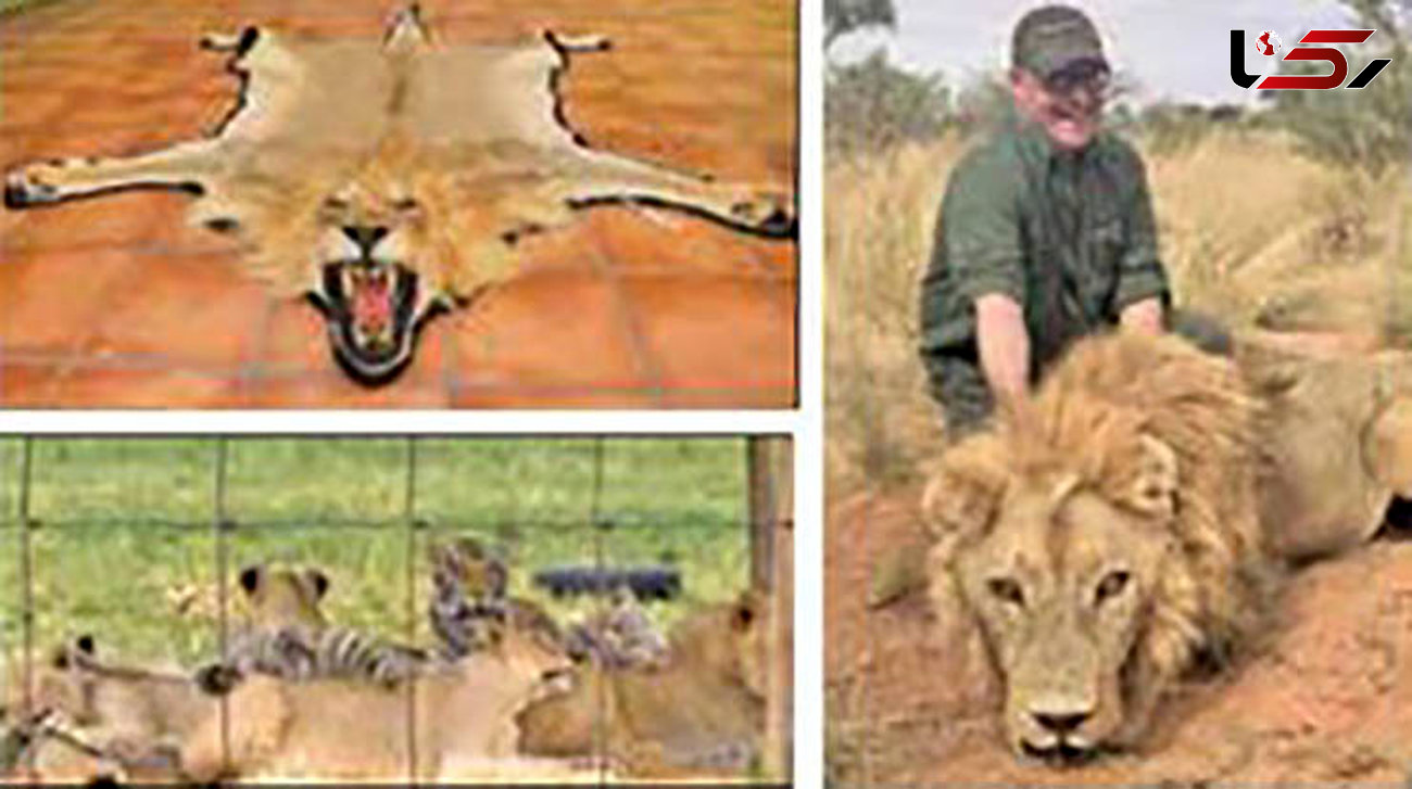 خشم مردم از قتل عام 54 شیر افریقایی در 2 روز + عکس
