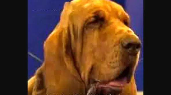 سگ ردیاب قهرمان با سوسیس پر از میخ کشته شد + عکس و سرنوشت تلخ