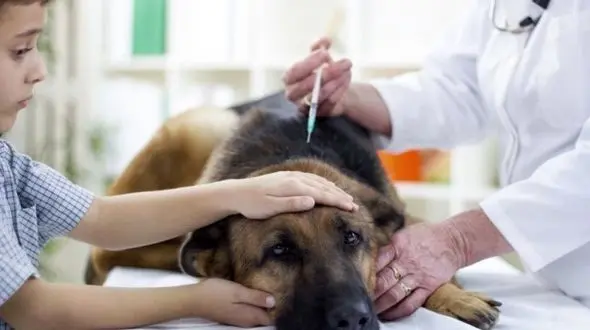 هزینه‌های عجیب درمان حیوانات خانگی در کشور/پدیده ای به نام ویزیت خشک و تر و تعرفه های نجومی در دامپزشکی ها 