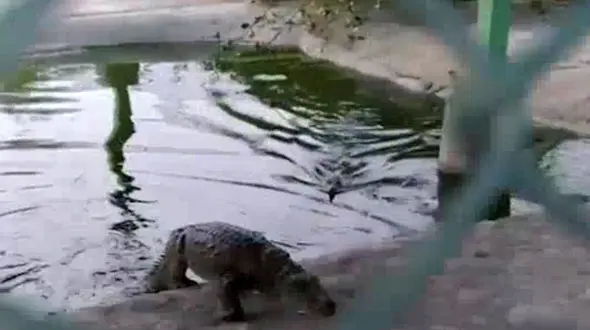 تمساح‌ها صدای این پسر بلوچی را می‌شناسند +فیلم