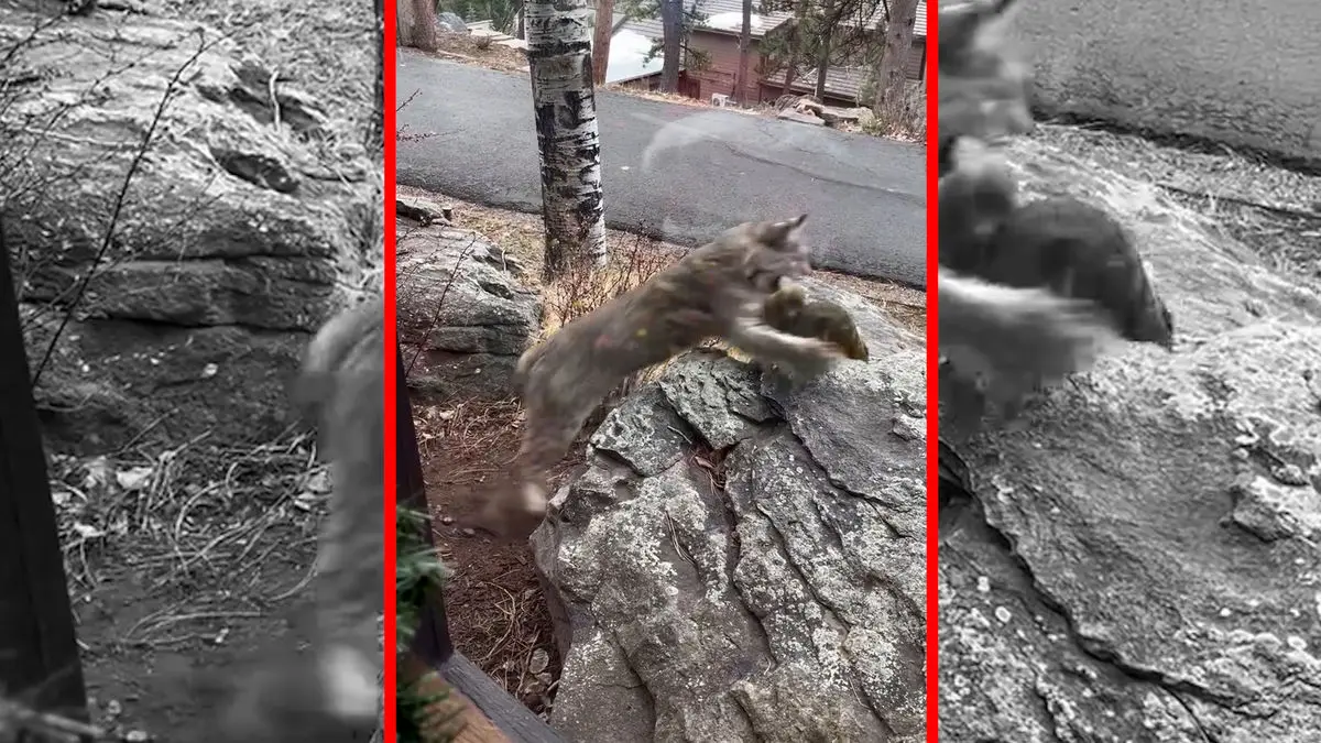 فیلم شکار سنجاب توسط گربه دم کوتاه