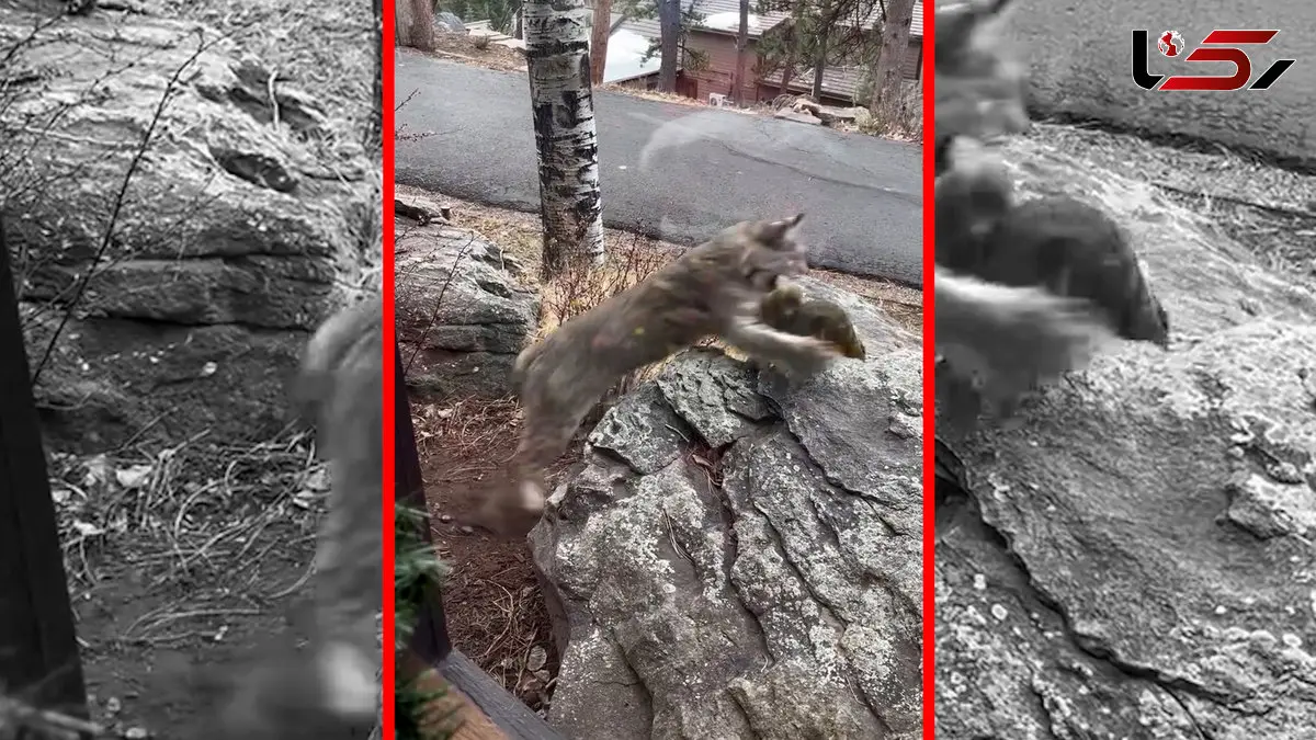 فیلم شکار سنجاب توسط گربه دم کوتاه