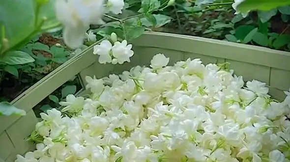 فیلم دل نشین از کوهستان زیبای سارال _کردستان