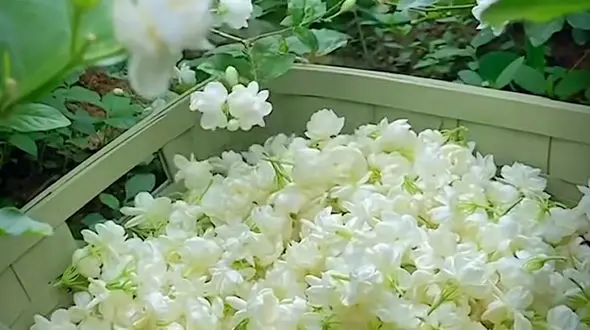 فیلم دل نشین از کوهستان زیبای سارال _کردستان