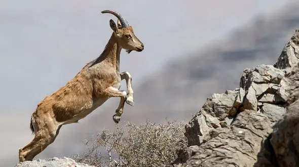 انتشار عکس شکار شکارچی بی رحم همدانی را به دام انداخت