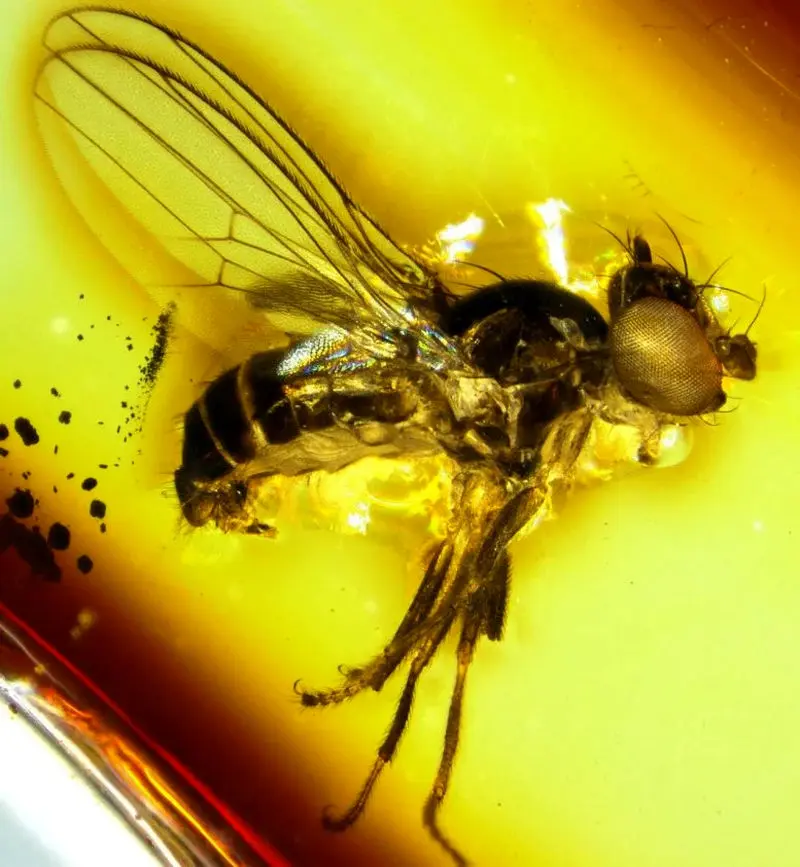 Aulacigaster_alabaster_sap_fly_Dominican_amber