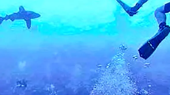 گرفتار شدن مرد غواص میان آرواره های کوسه قاتل