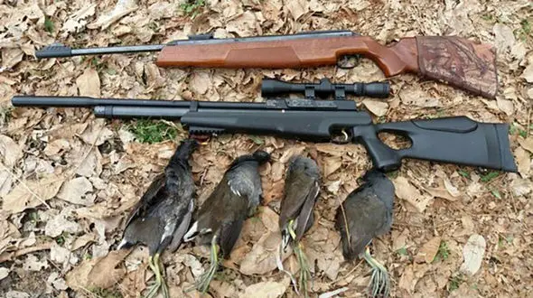 شکارچی خرگوش و کبک در اردبیل شکار قانون شد