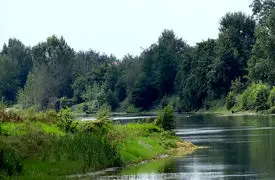 بوجاق کیاشهر؛ بهشت پرندگان مهاجر در شمال ایران + فیلم