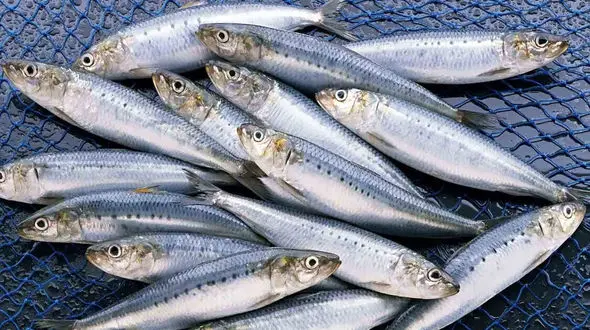 کشف بمب مفید در بین ماهی ها 