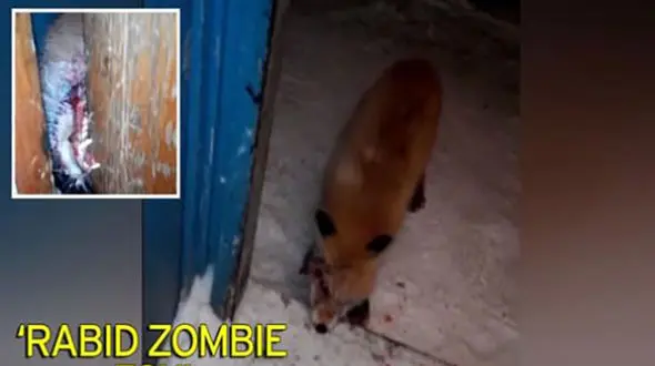  حمله شبانه روباه زامبی به یک مرد+عکس 