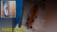  حمله شبانه روباه زامبی به یک مرد+عکس 