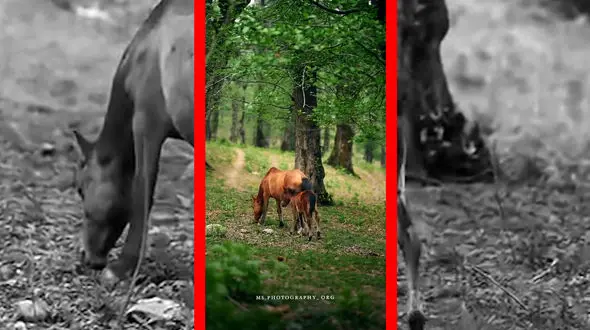 فیلم اسب و کره اسب در جنگل شهسوار مازندران