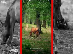 فیلم اسب و کره اسب در جنگل شهسوار مازندران