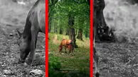 فیلم اسب و کره اسب در جنگل شهسوار مازندران