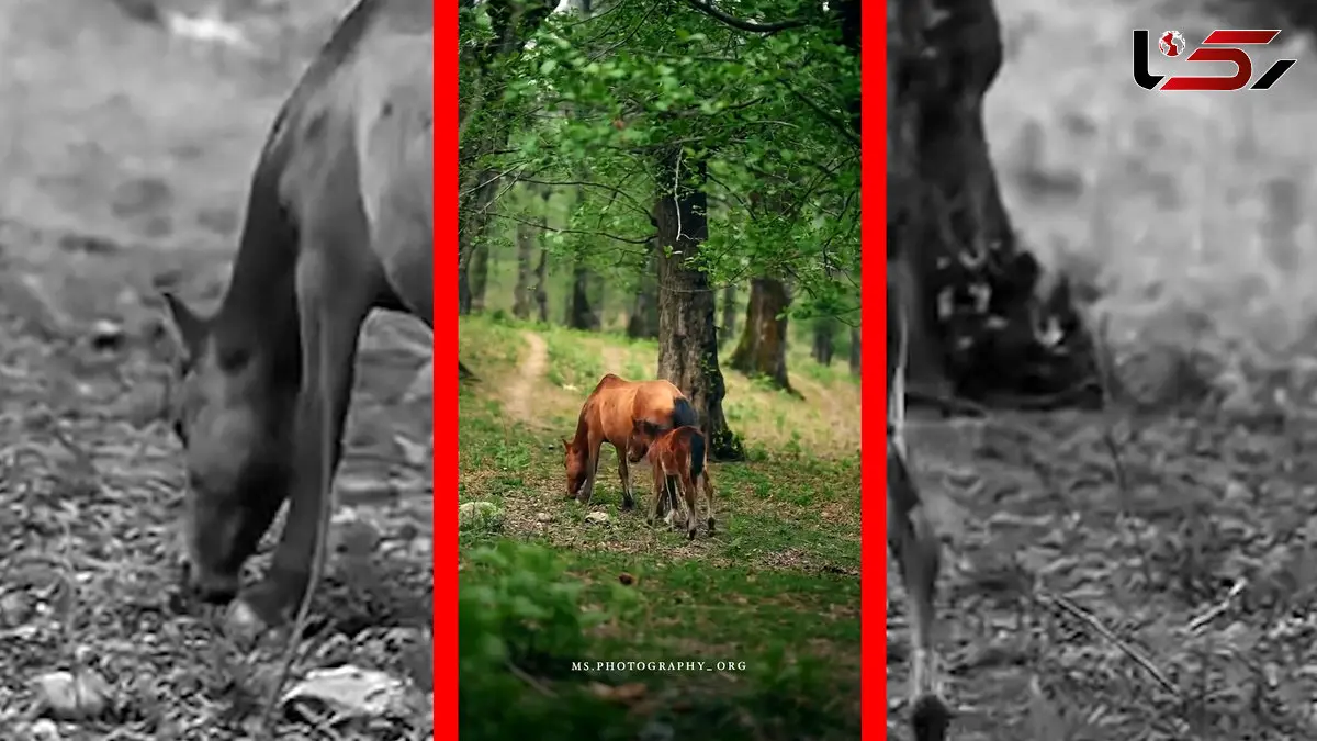 فیلم اسب و کره اسب در جنگل شهسوار مازندران