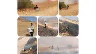 عملیات نجات برای 7 هزار زنبور در روستایی در ایلام + عکس حادثه