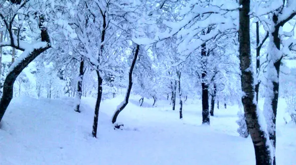 بارش زیبای برف در دشت مغان + فیلم
