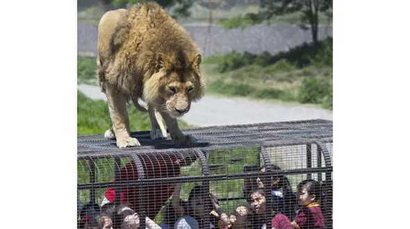 در این باغ وحش انسان‌ها در قفسند +عکس 
