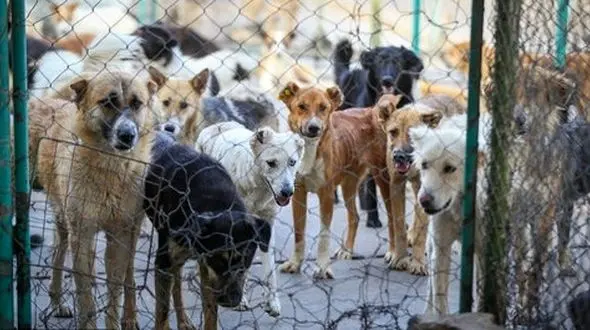  جولان سگ‌های ولگرد در دماوند /  یک میش را زنده زنده می خورند