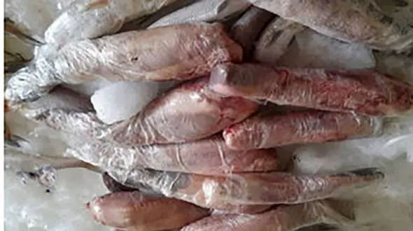 کشف ۵ تن زبان یک حیوان ناشناس در ایران!