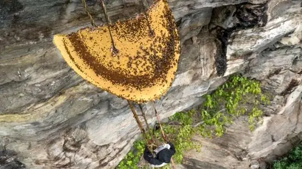  نبرد انسان با طبیعت برای عسل + فیلم