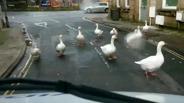  افسران پلیس در خیابان شوکه شدند + فیلم