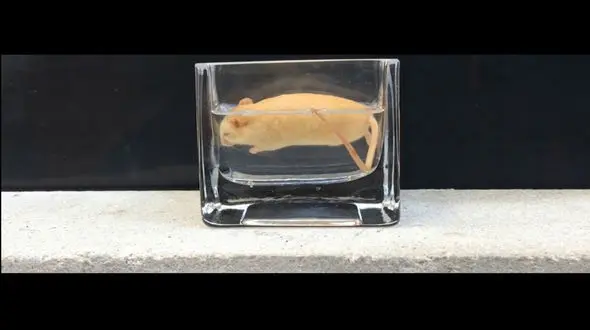 بلایی که بر سر موش در معده مار می آید + فیلم