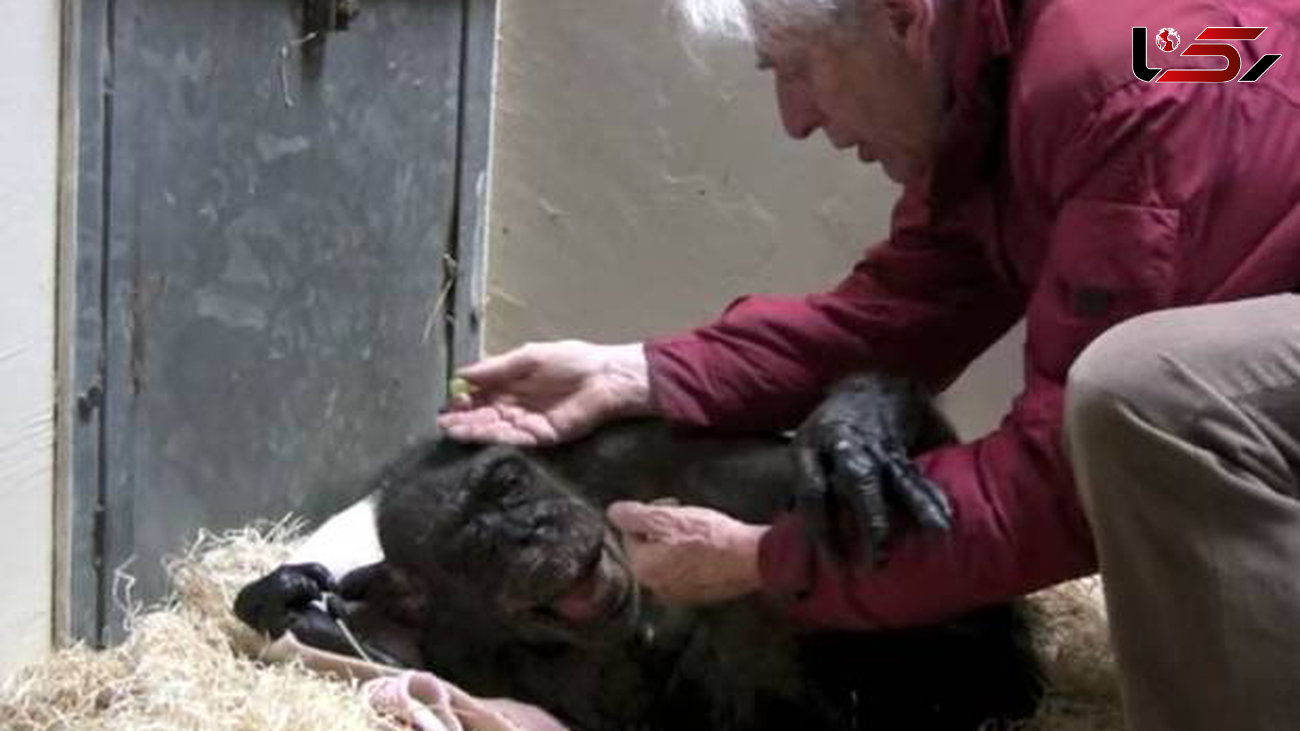 رفتار شامپانزه پیر پس از دیدن دوست صمیمی اش+عکس
