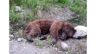 تصادف مرگبار با توله خرس قهوه ای در کرج / توله خرس تلف شد