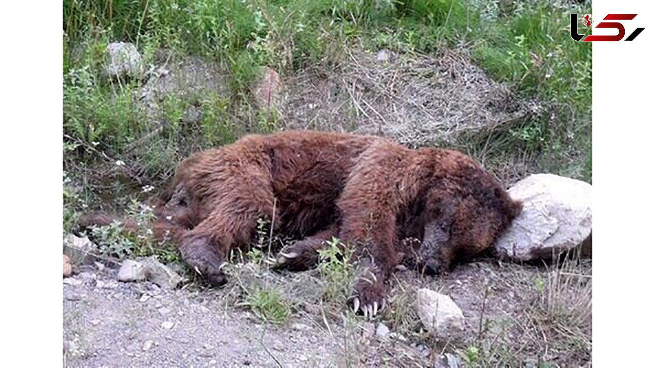 تصادف مرگبار با توله خرس قهوه ای در کرج / توله خرس تلف شد