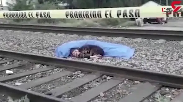 عزاداری سگ باوفا کنار جسد صاحبش / حمله سگ به امدادگران+ فیلم