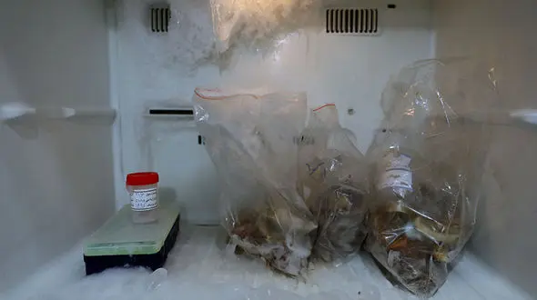 راز گوشت های منجمد انسان در فریزر  پلیس آگاهی تهران / اینجا تشخیص هویت است !+فیلم و عکس