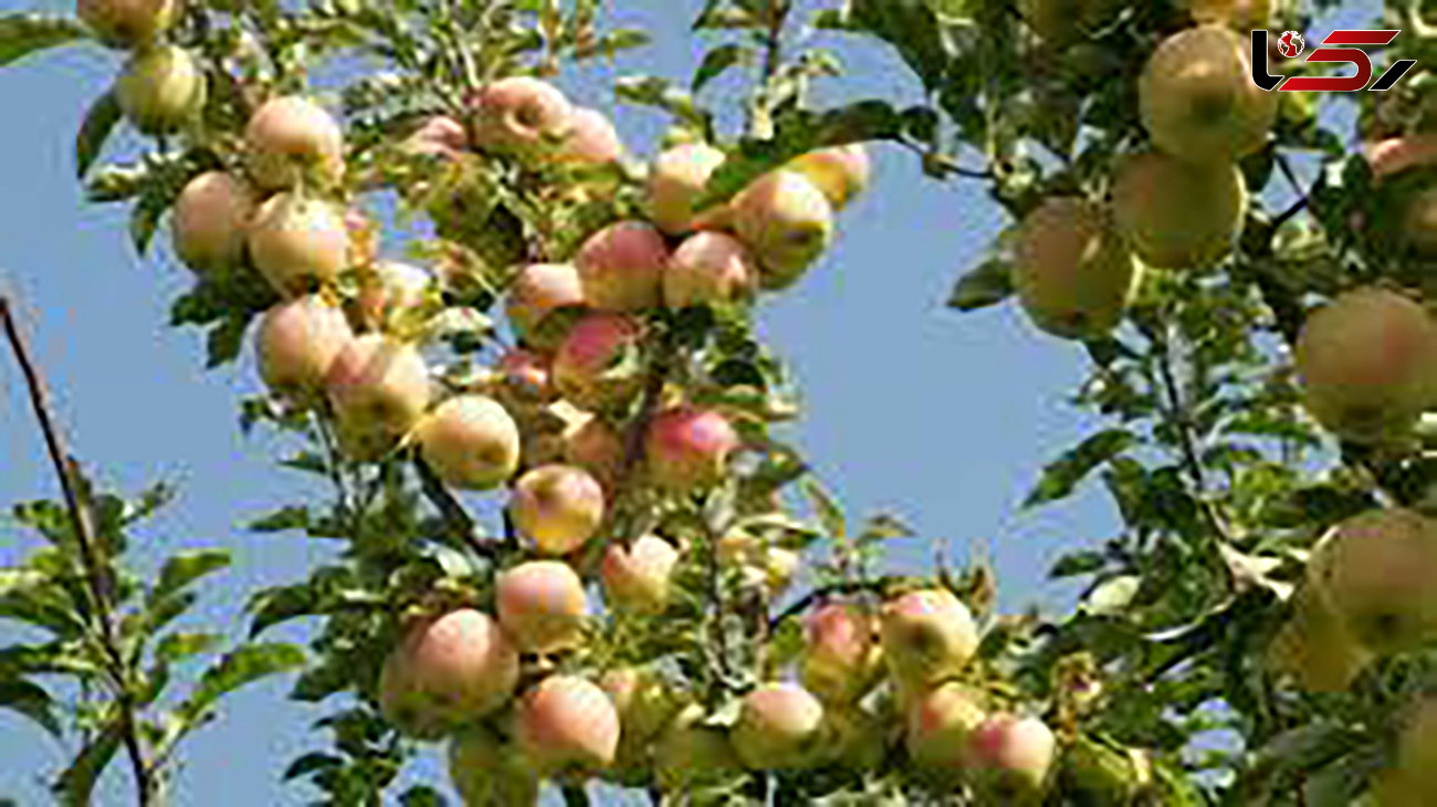 آغاز برداشت سیب درختی از باغات هشترود