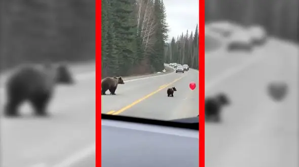 فیلم توله خرس قهوه ای در حال بازیگوشی با بادکنک در جاده جنگلی